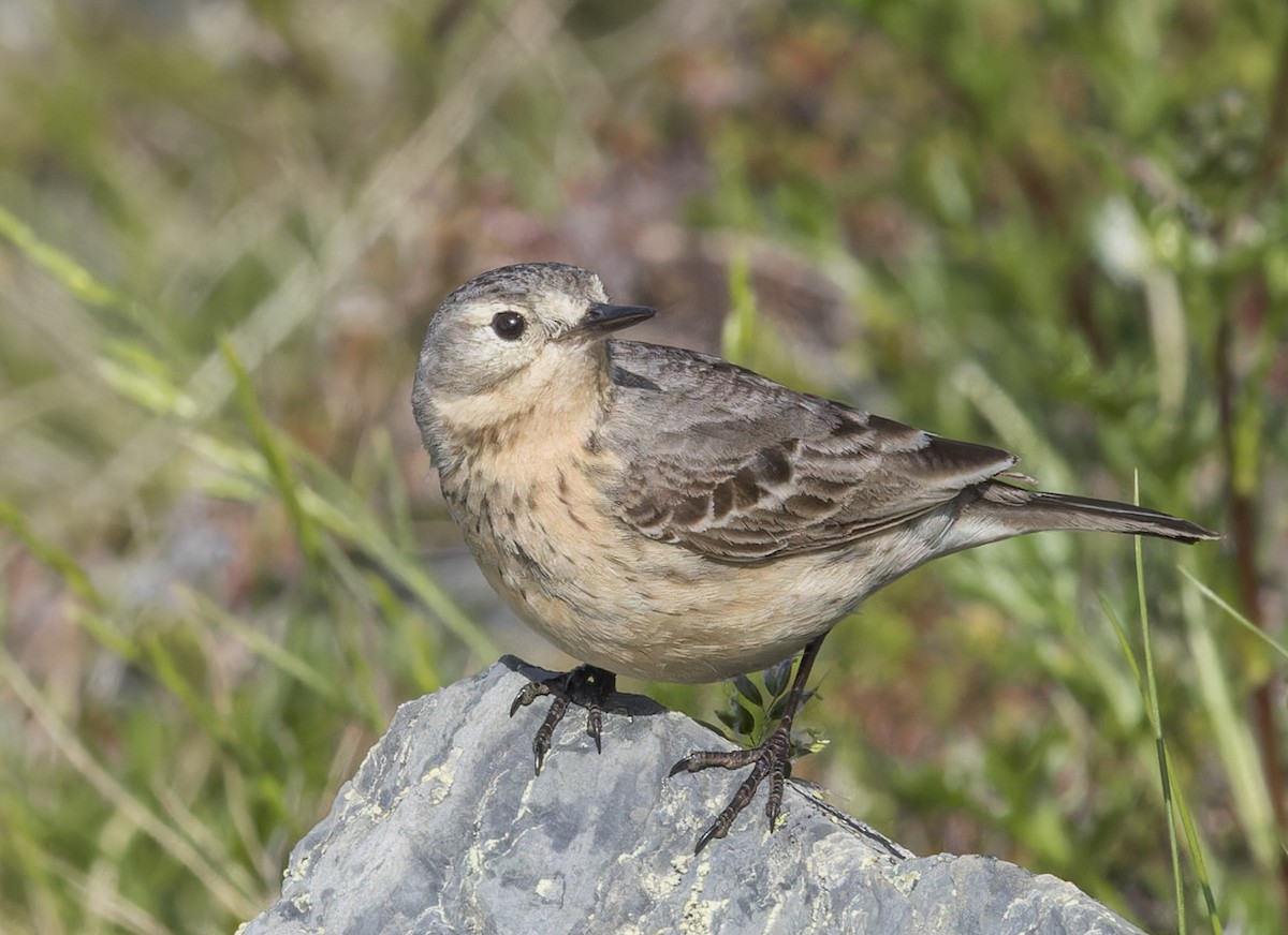 Pipit d'Amérique - ML620879810