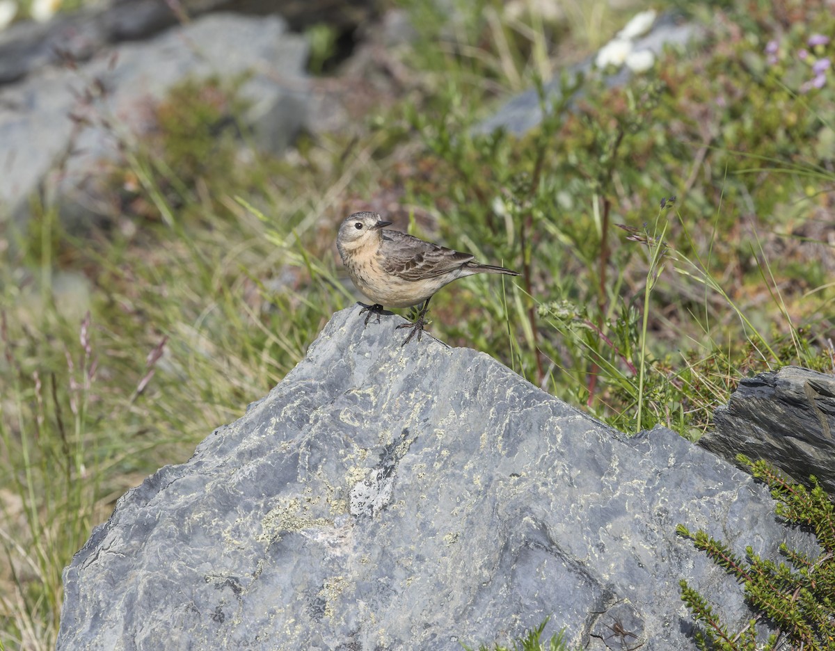 Pipit d'Amérique - ML620879811