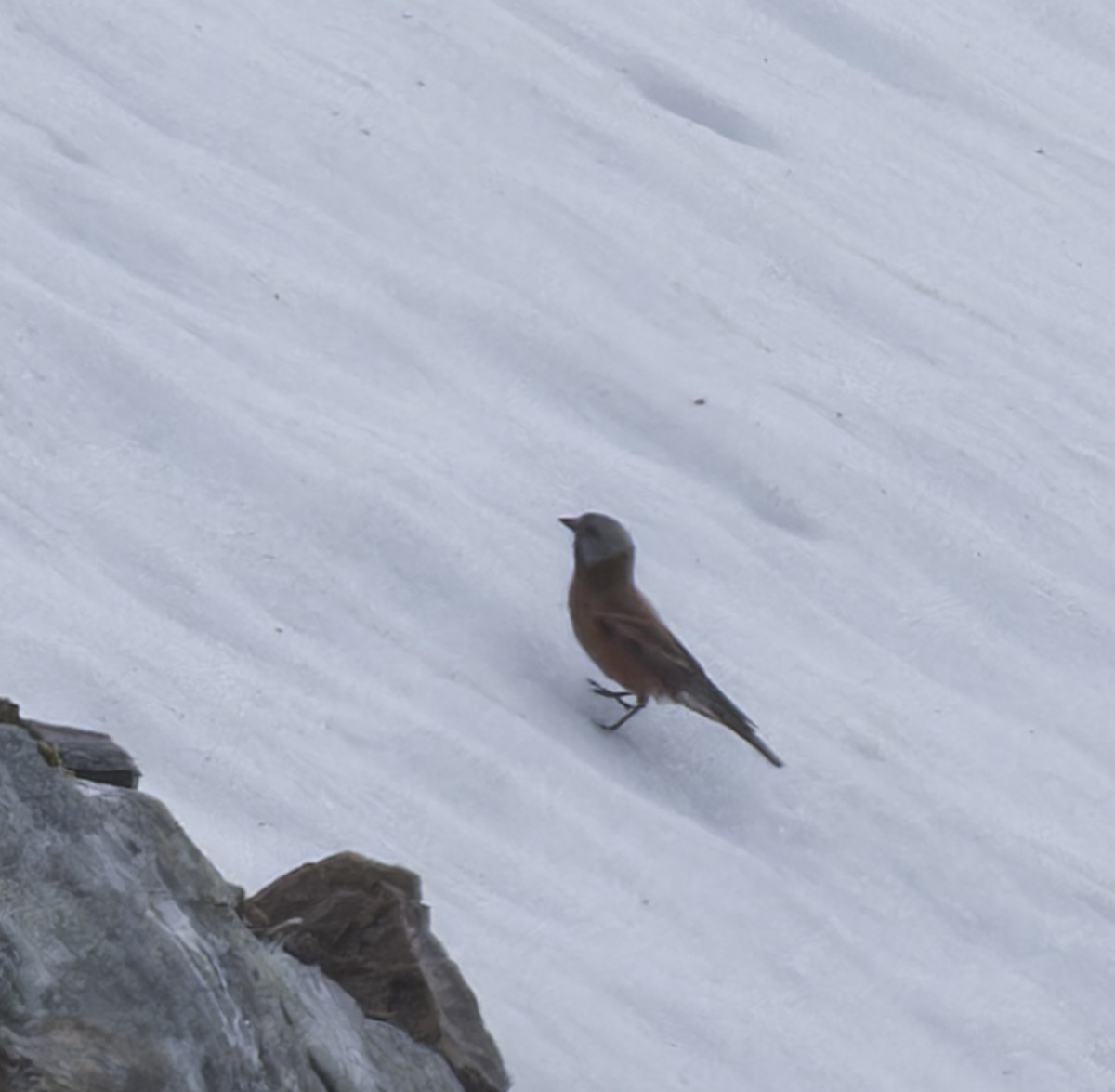 Gray-crowned Rosy-Finch - ML620879813