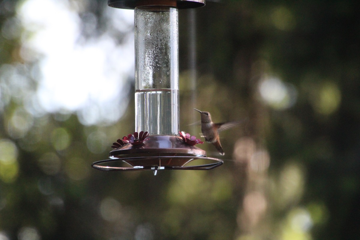 Colibrí Rufo - ML620879818