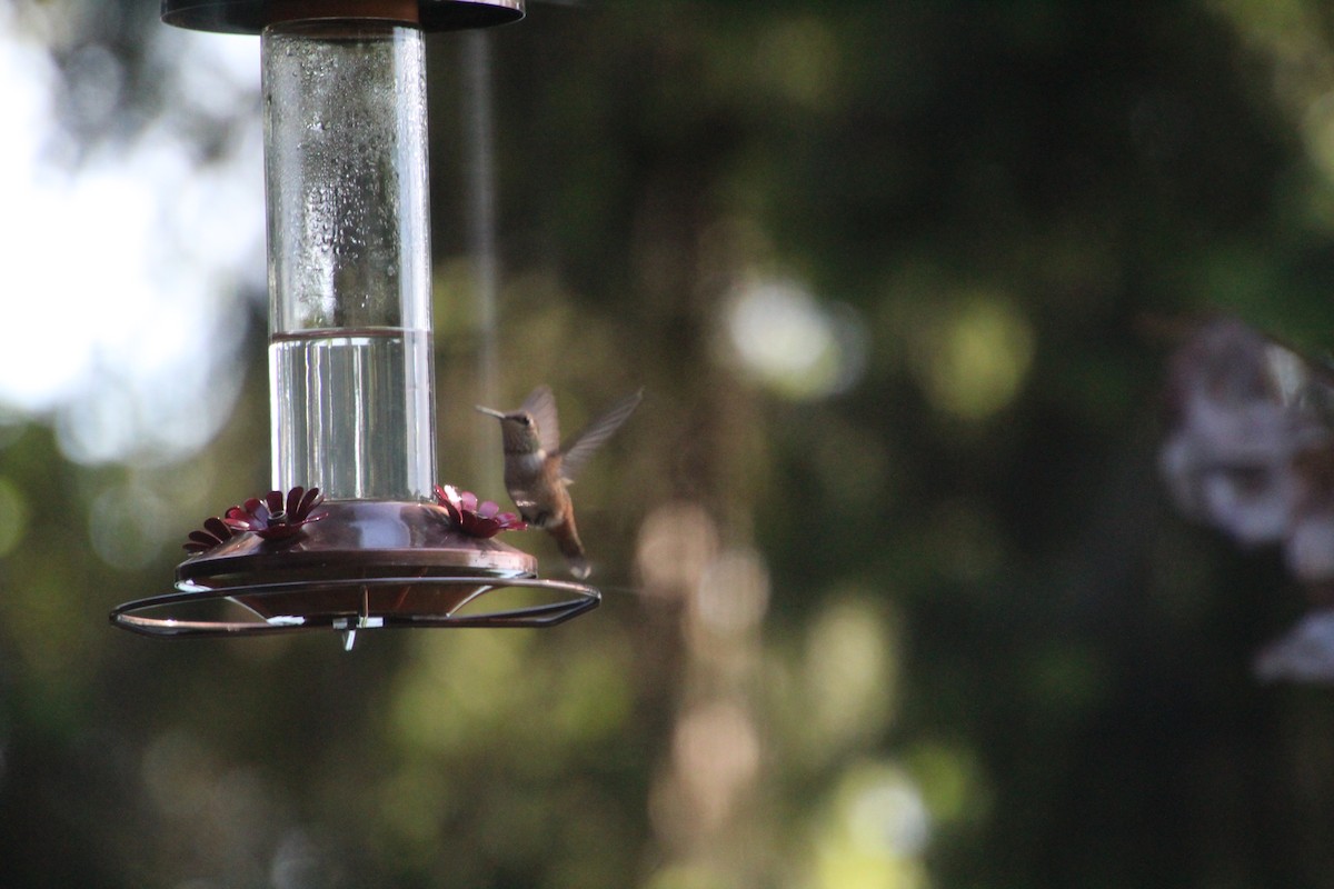 Colibrí Rufo - ML620879820