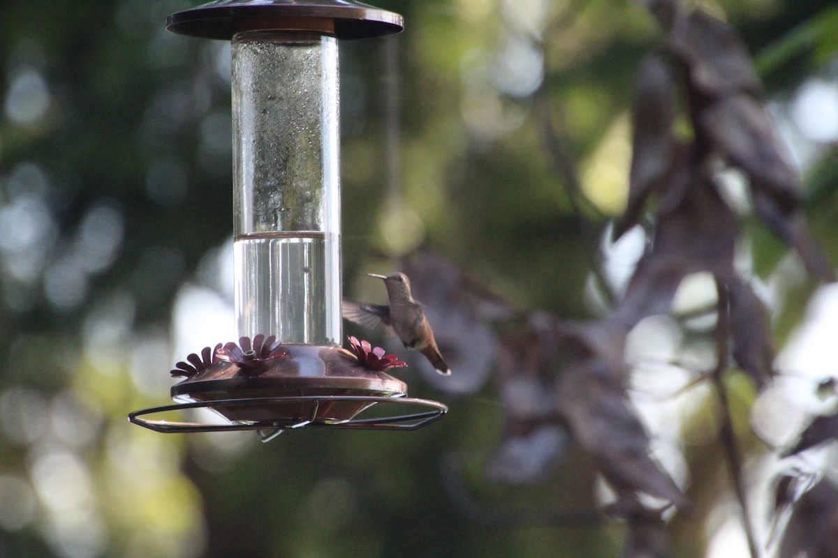 Colibrí Rufo - ML620879821