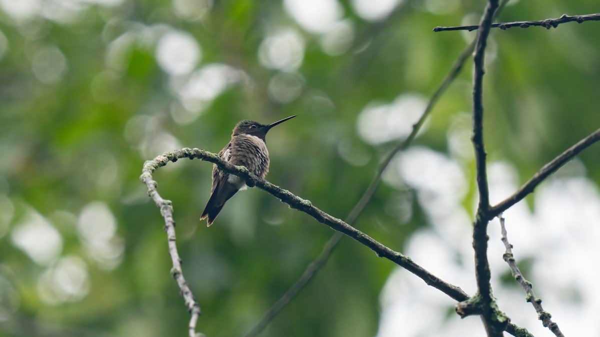 Colibri à gorge rubis - ML620879822