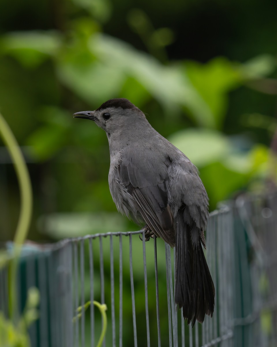 Gray Catbird - Tianshuo Wang