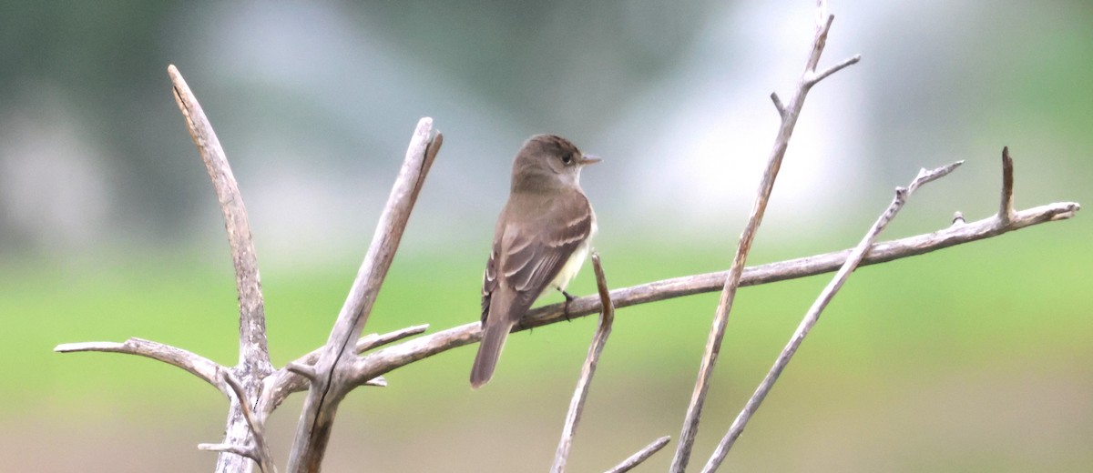 Willow Flycatcher - ML620879868