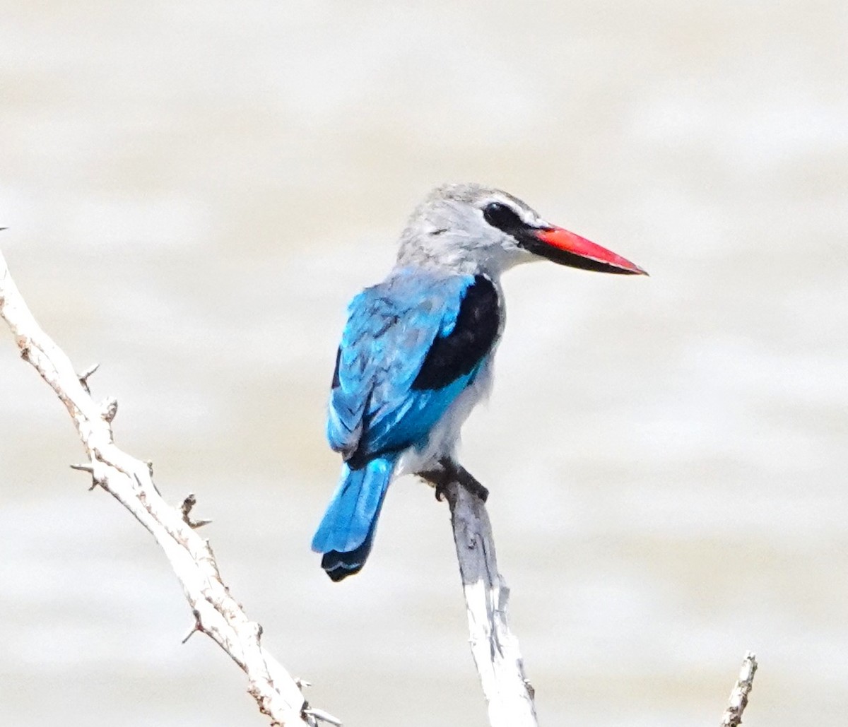 Woodland Kingfisher - ML620879874