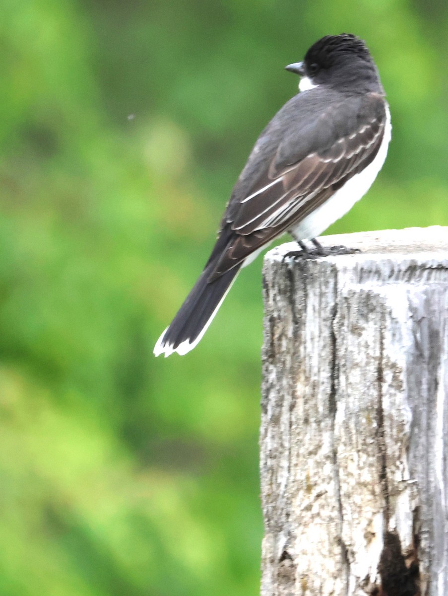 Eastern Kingbird - Walter Thorne