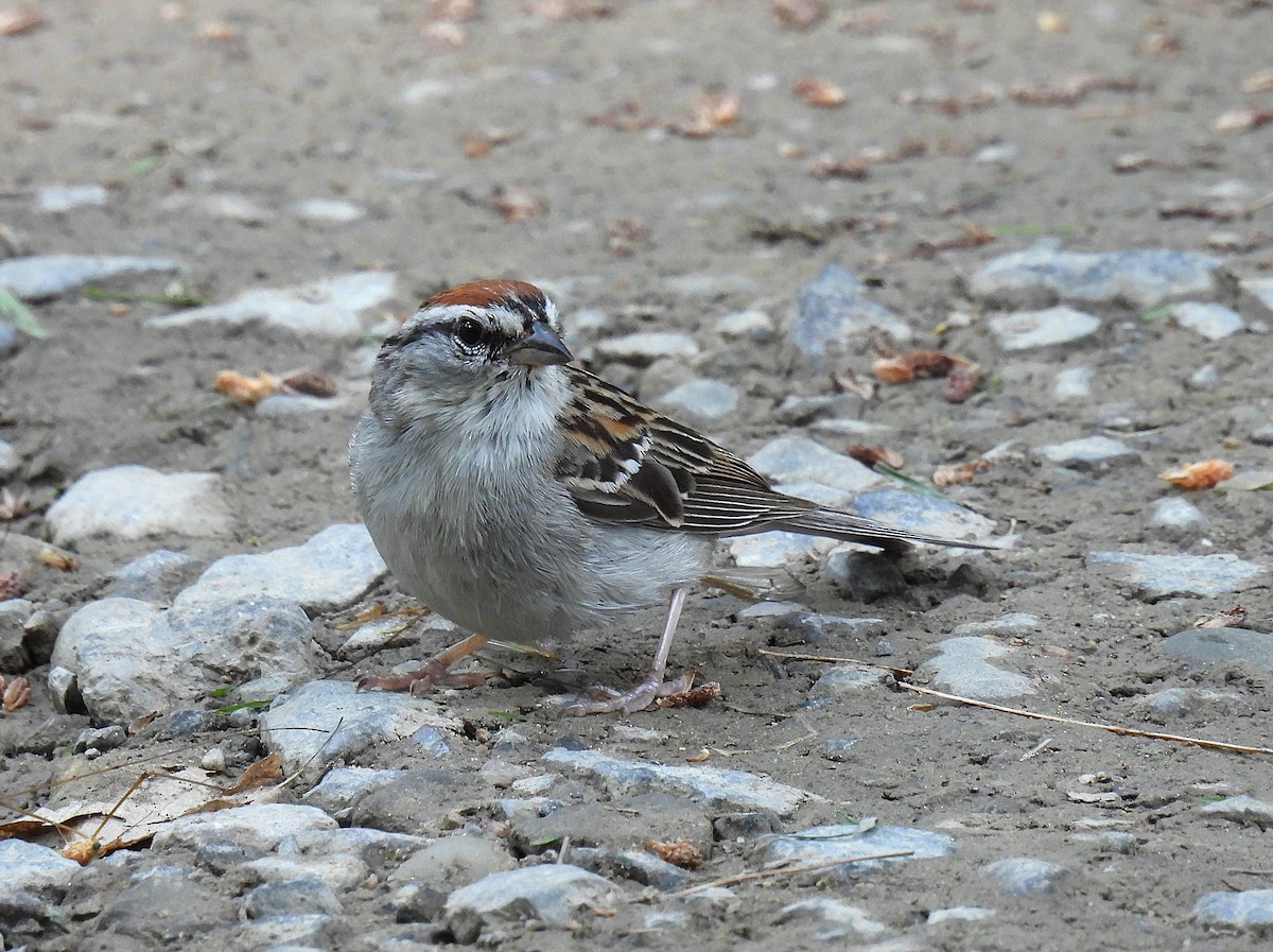 Chipping Sparrow - ML620879884