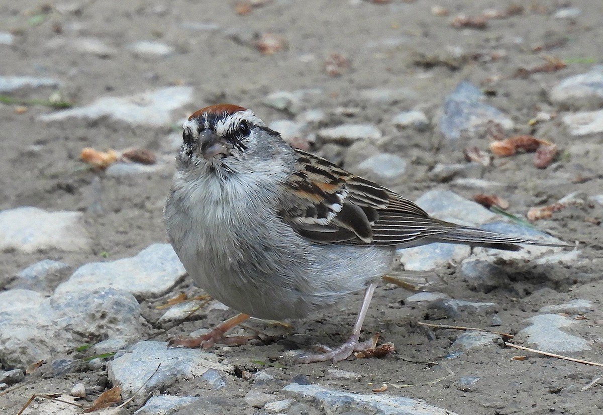 Chipping Sparrow - ML620879885