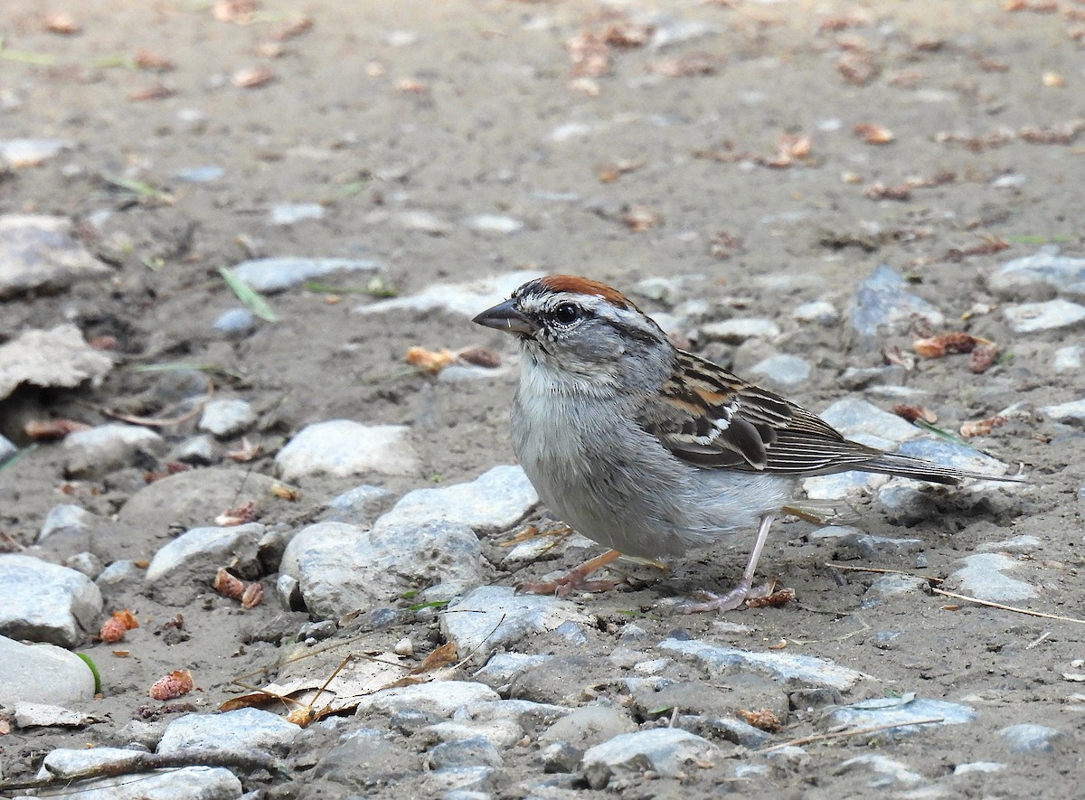 Chipping Sparrow - ML620879888