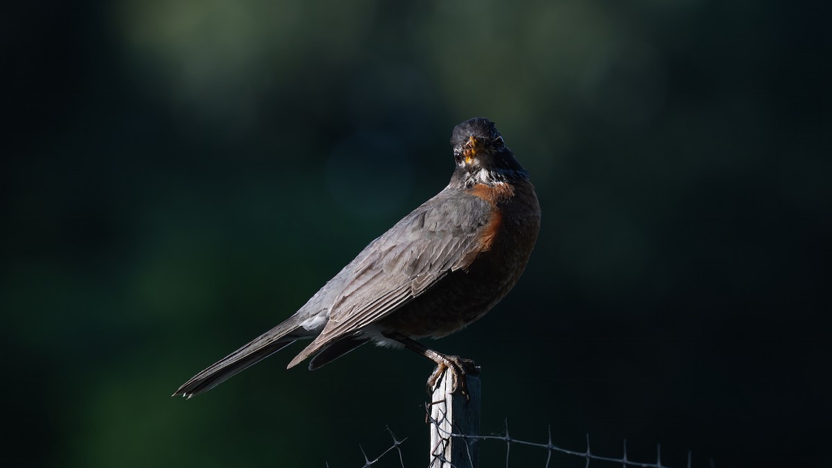 American Robin - ML620879889