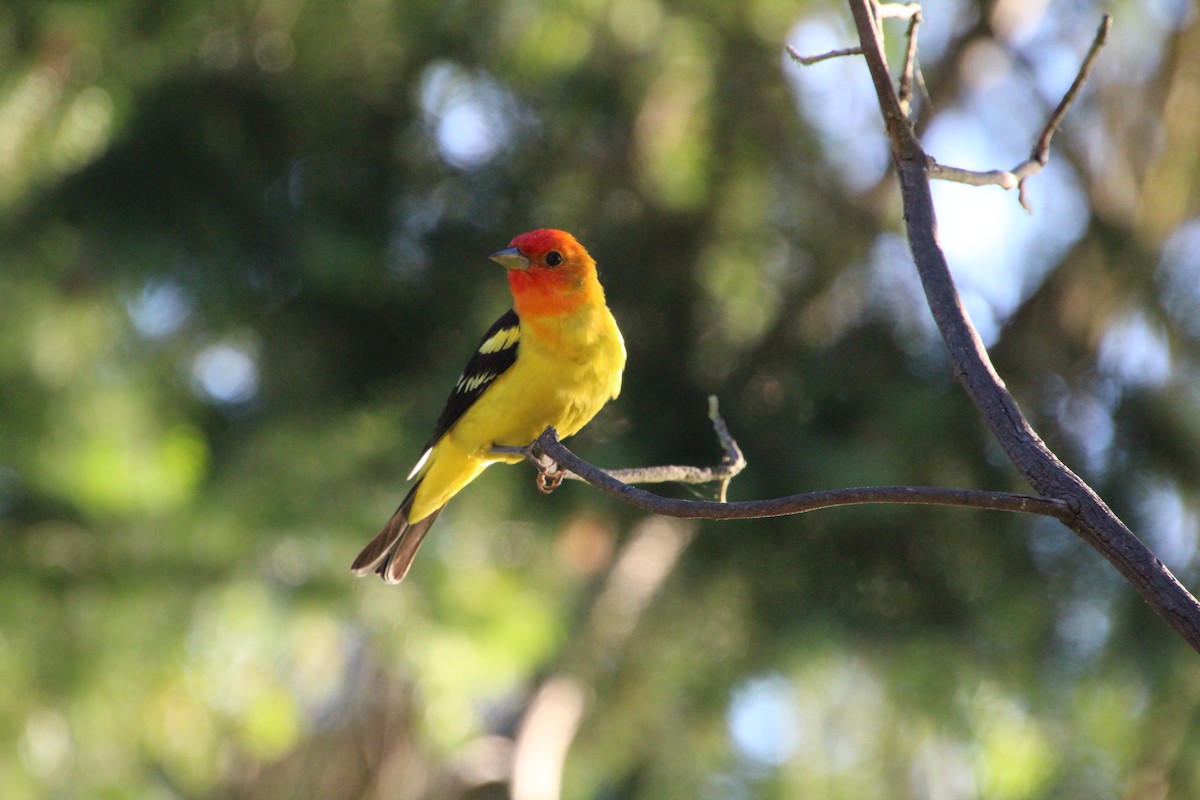 Western Tanager - ML620879892
