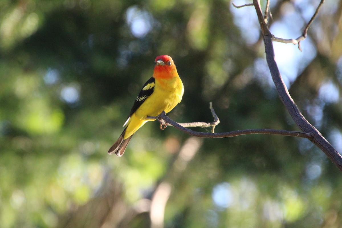Western Tanager - ML620879893