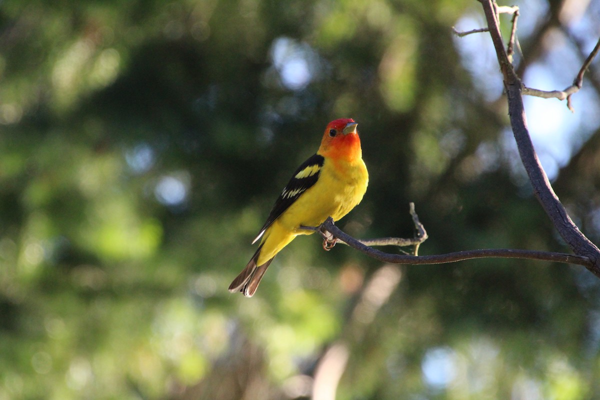 Western Tanager - ML620879894