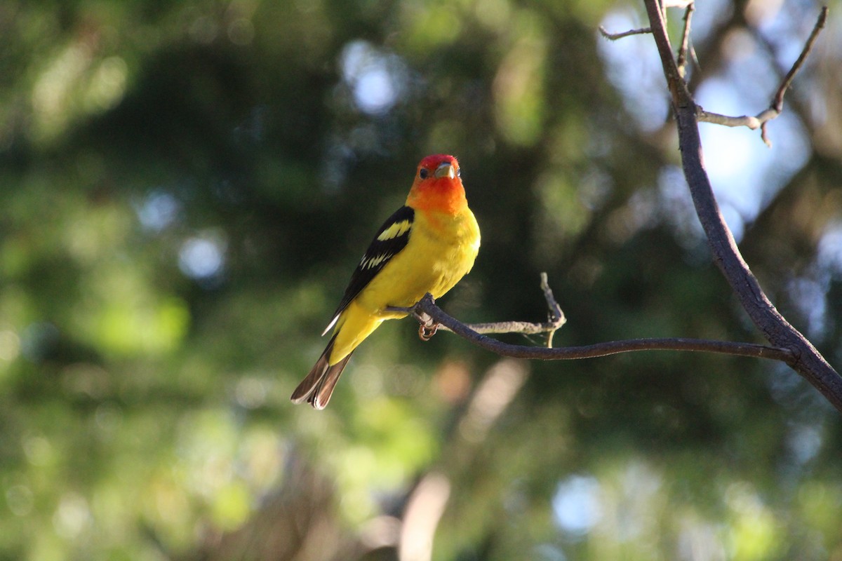 Western Tanager - Ann Monk