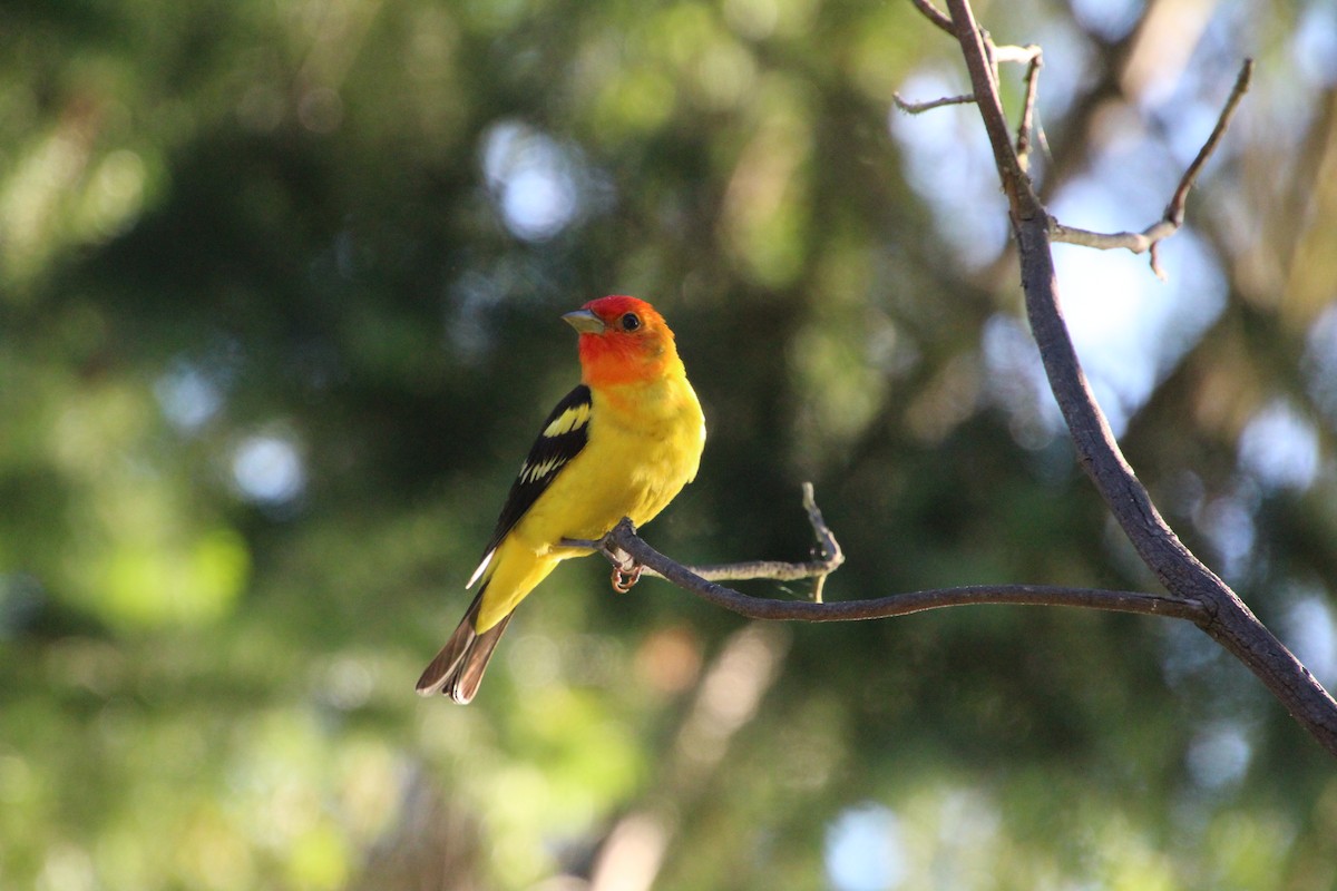 Western Tanager - ML620879896