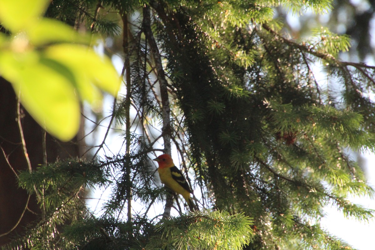 Western Tanager - ML620879898