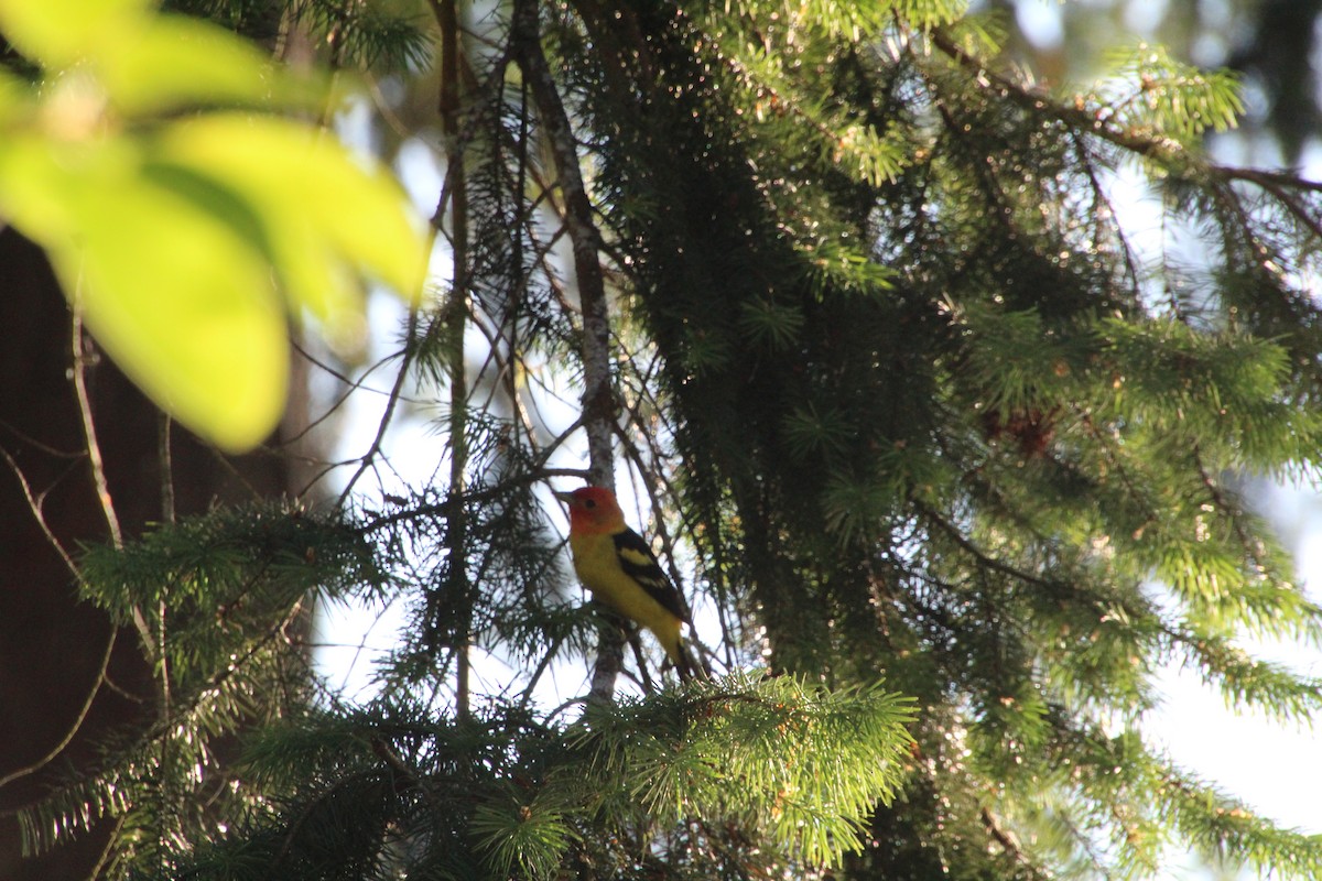 Western Tanager - ML620879899