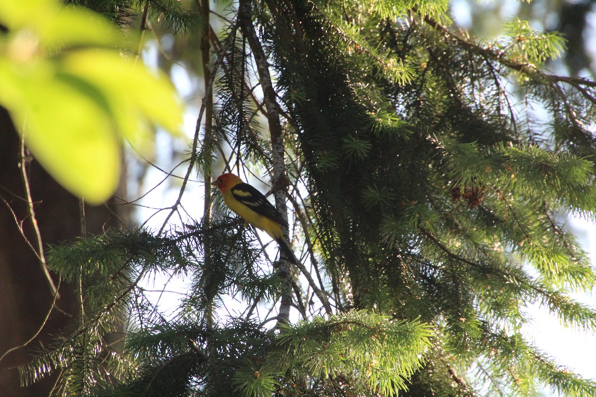 Western Tanager - ML620879900