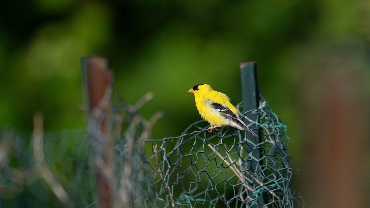 American Goldfinch - ML620879902