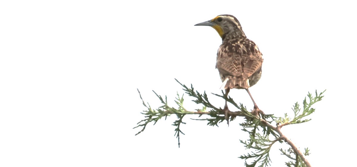 Western Meadowlark - ML620879908