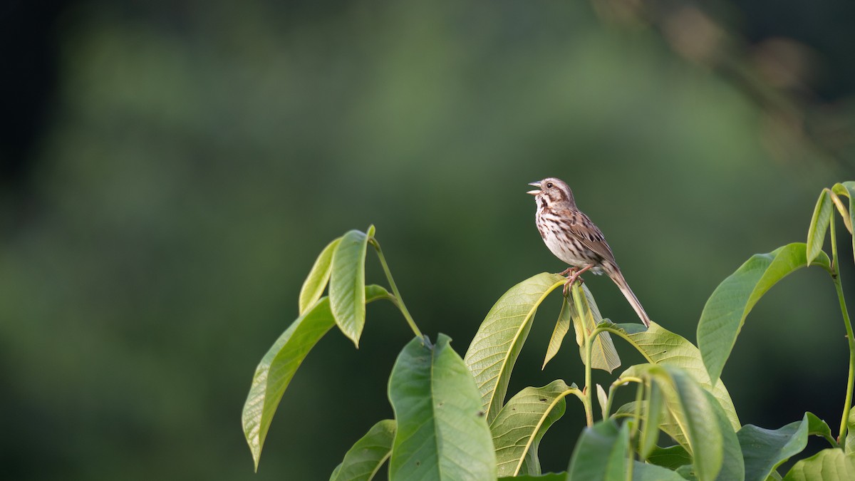 Song Sparrow - ML620879909