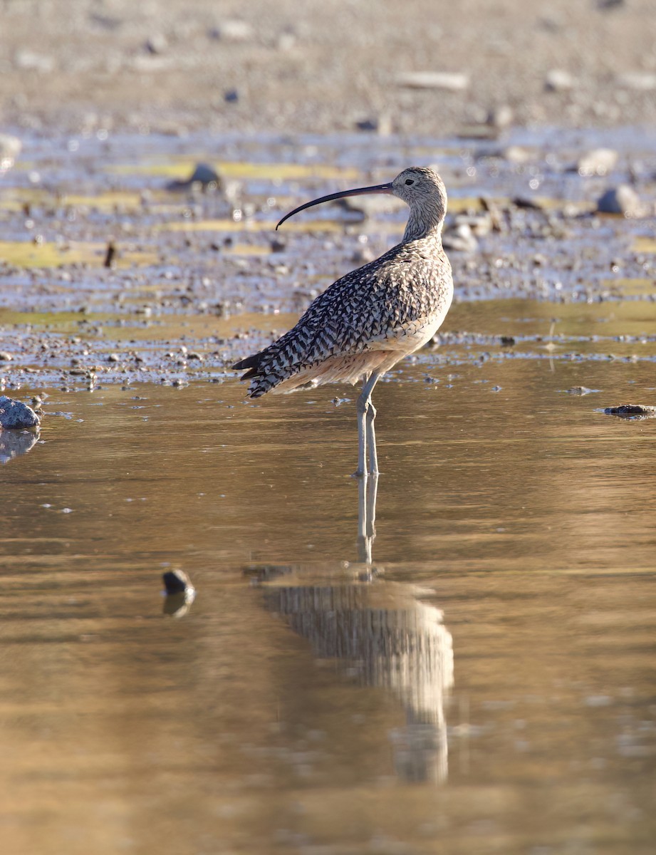Long-billed Curlew - ML620879912