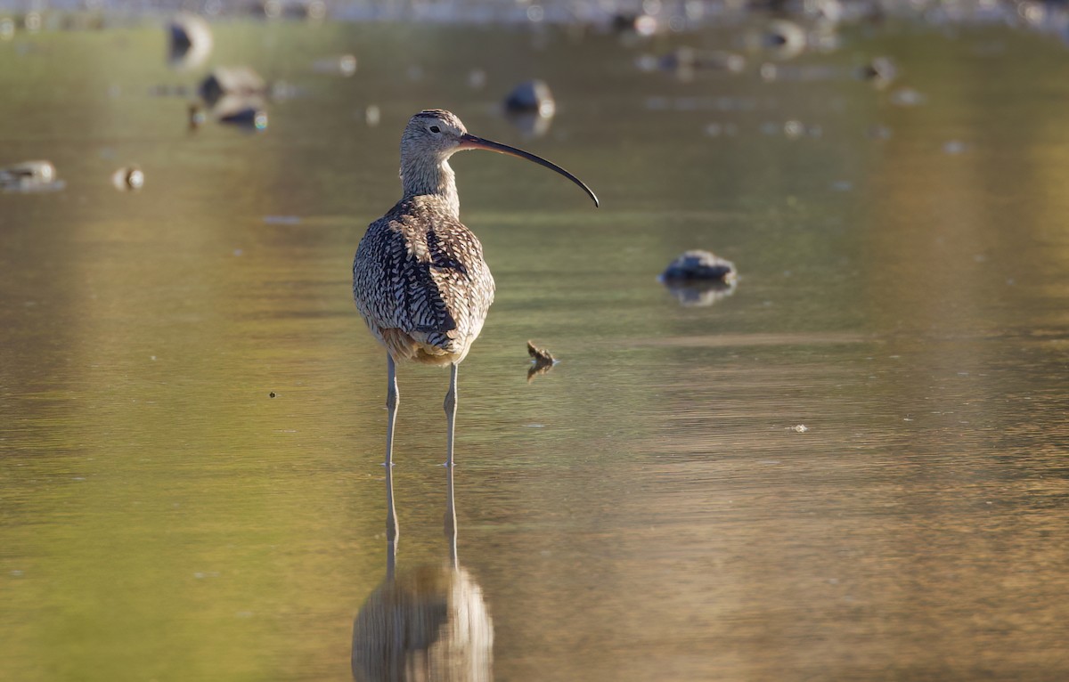Long-billed Curlew - ML620879913