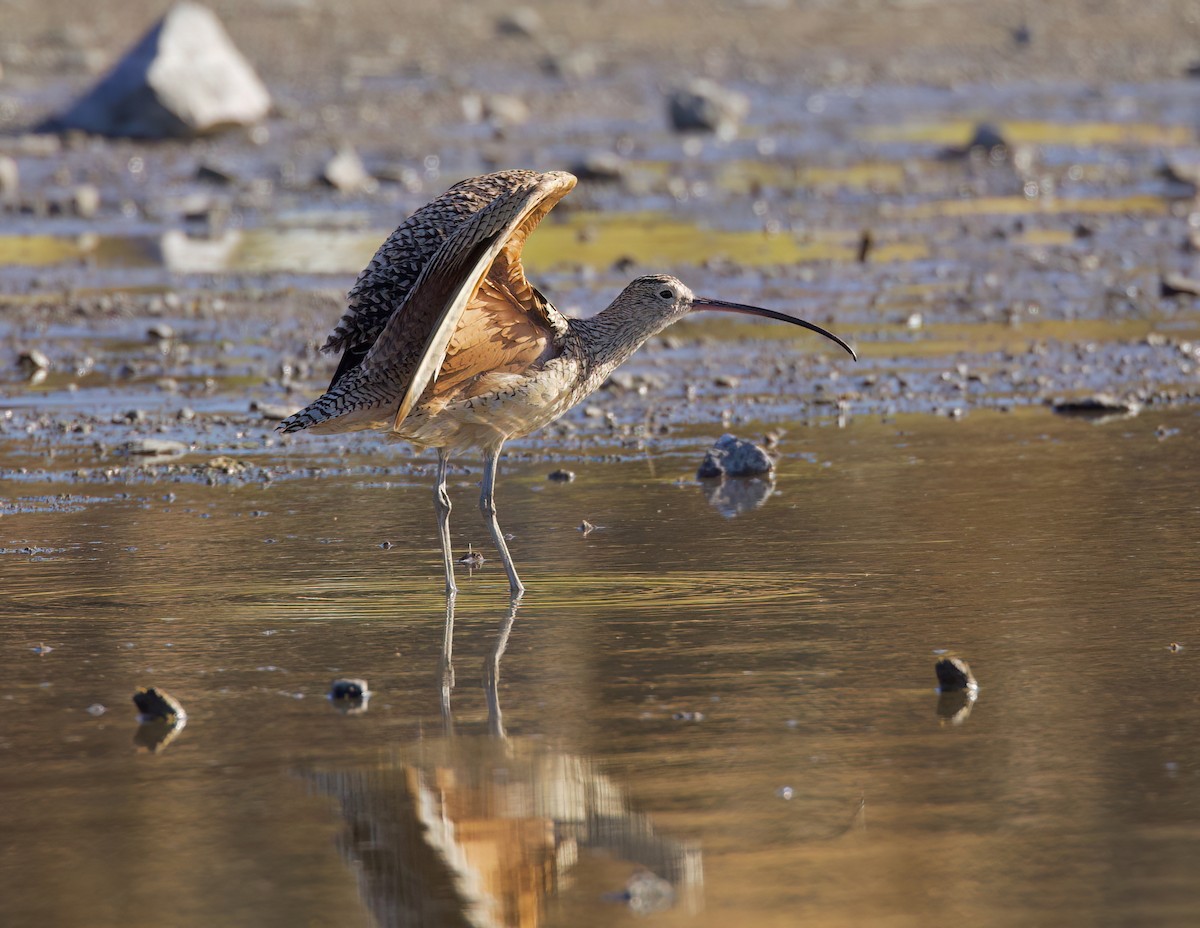 Long-billed Curlew - ML620879914