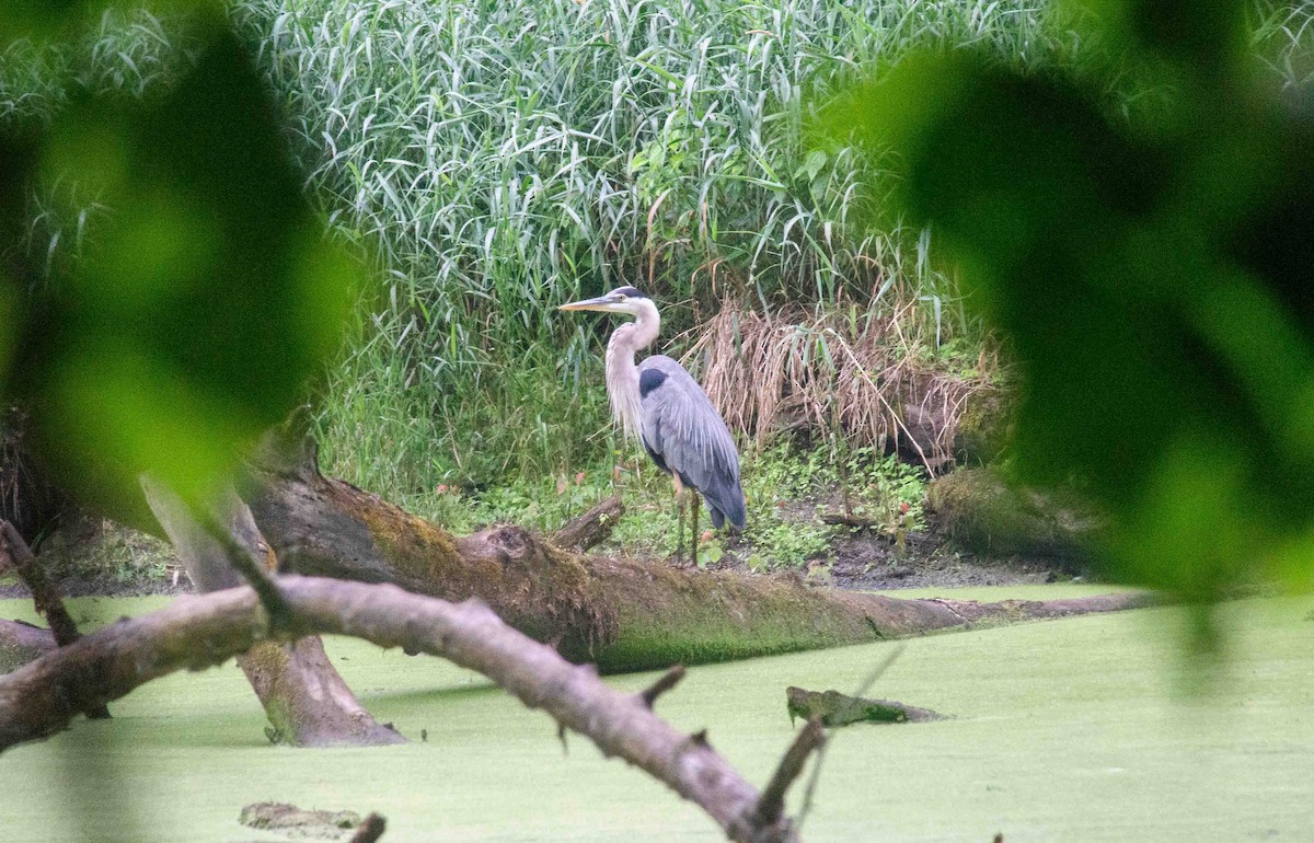 Great Blue Heron - ML620879919