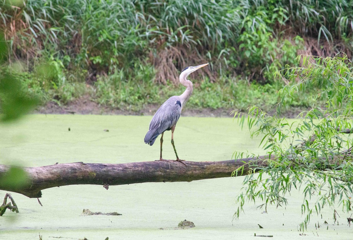 Great Blue Heron - ML620879921