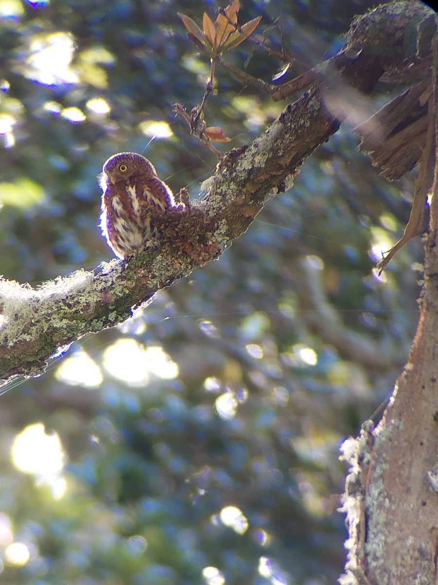 Costa Rican Pygmy-Owl - Diego Ramírez