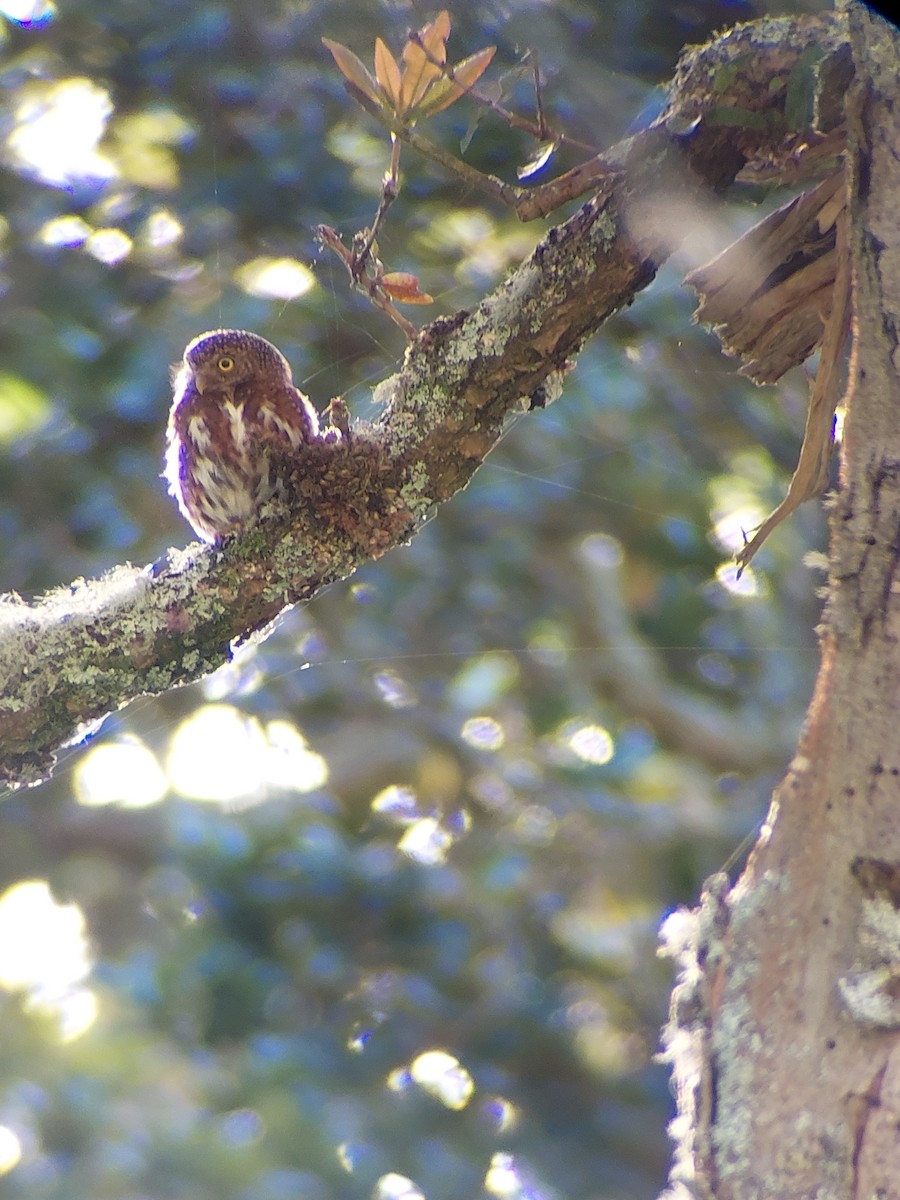 Costa Rican Pygmy-Owl - ML620879925