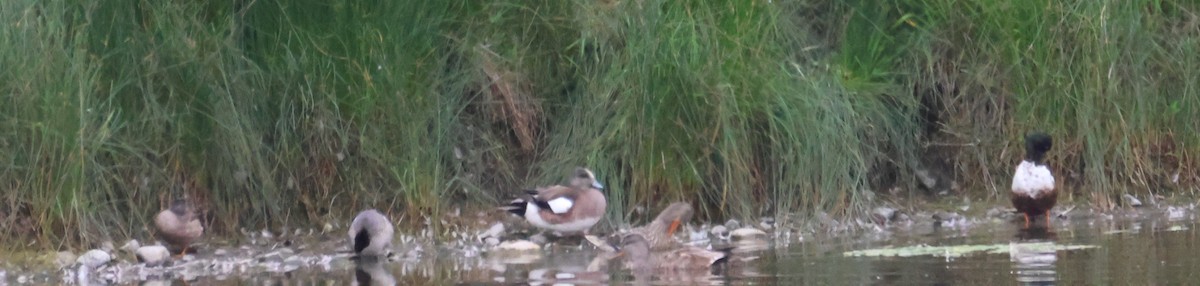 American Wigeon - ML620879926