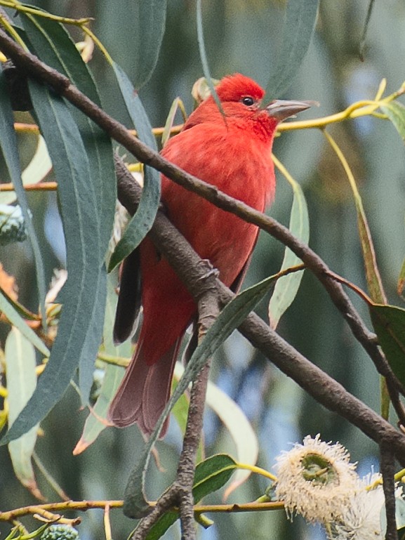 Summer Tanager - ML620879932