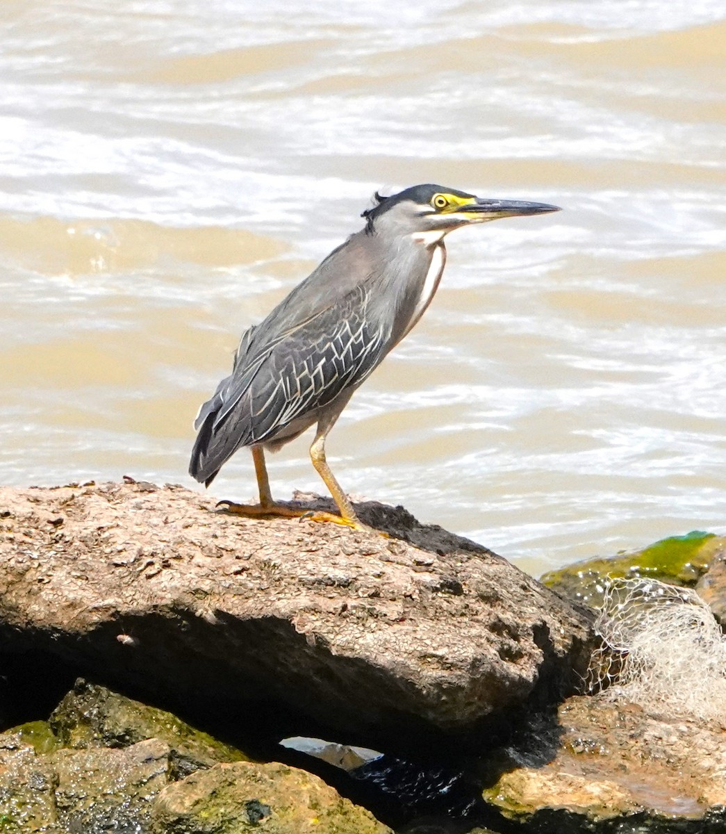 Striated Heron - ML620879934