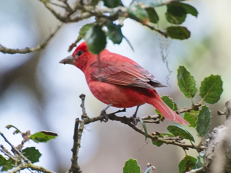 Summer Tanager - ML620879935