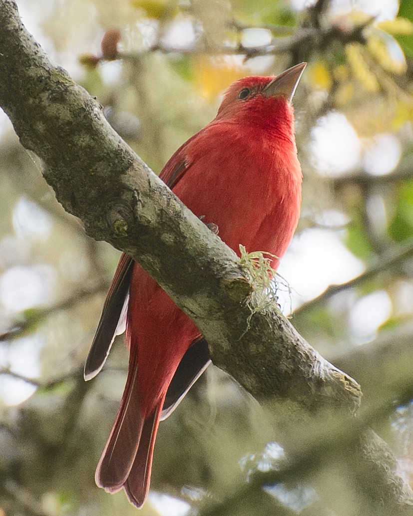 Summer Tanager - Michael Rieser