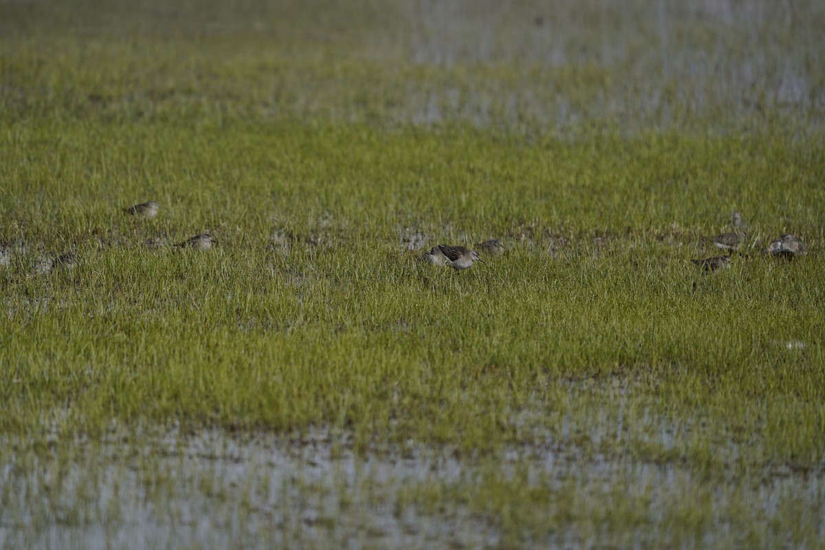 Wood Sandpiper - ML620879940