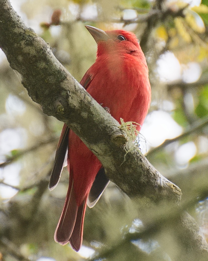 Piranga Roja - ML620879941