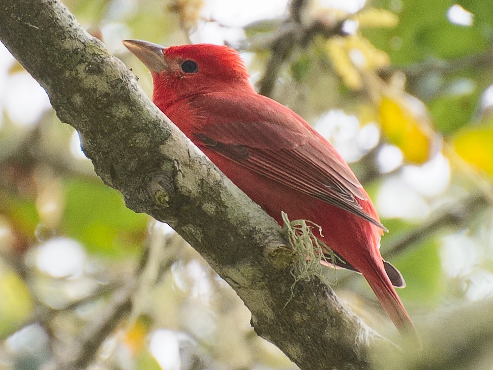 Piranga Roja - ML620879942