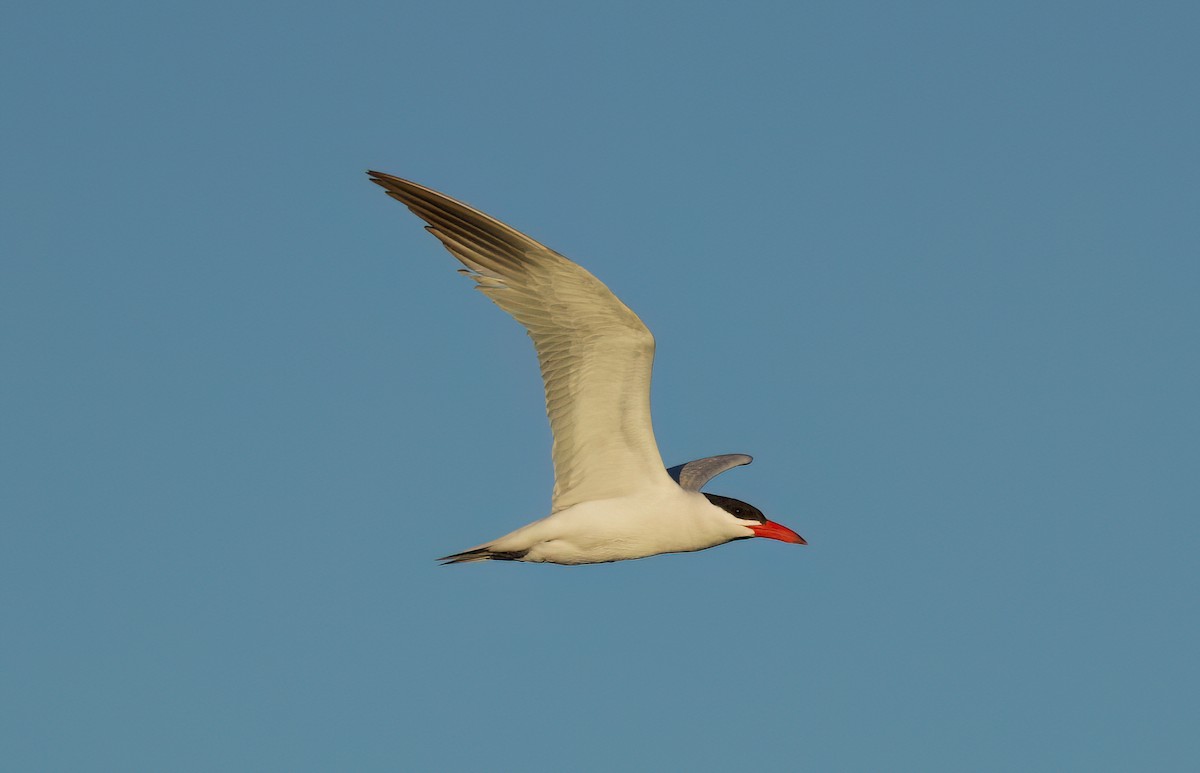 Caspian Tern - Matt Yawney