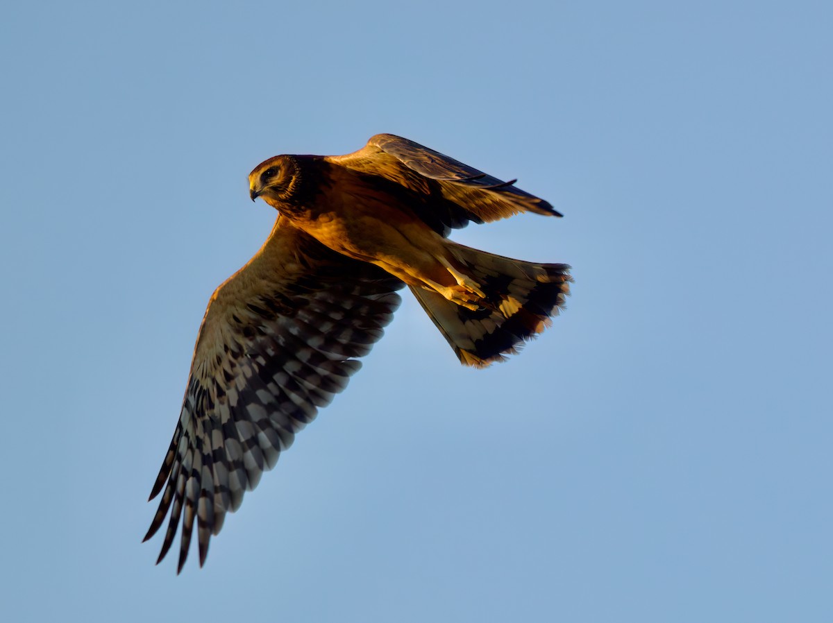 Northern Harrier - ML620879948