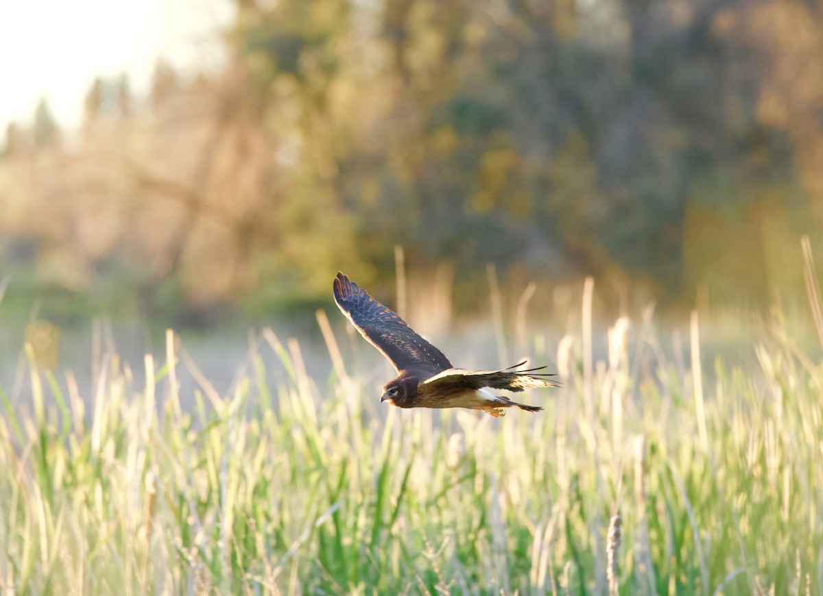 Northern Harrier - ML620879949