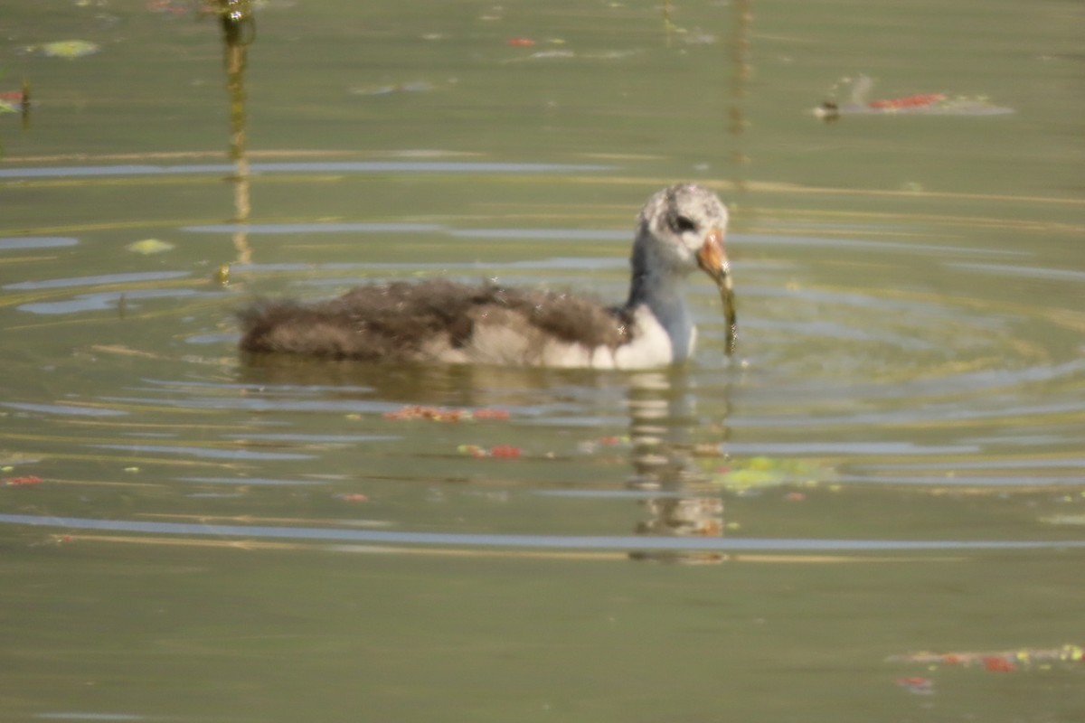 American Coot - ML620879951