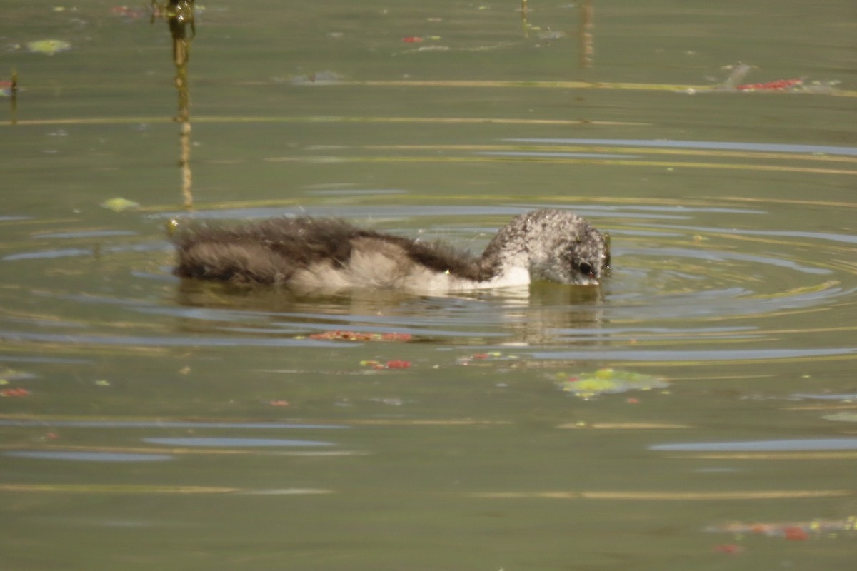 American Coot - ML620879952