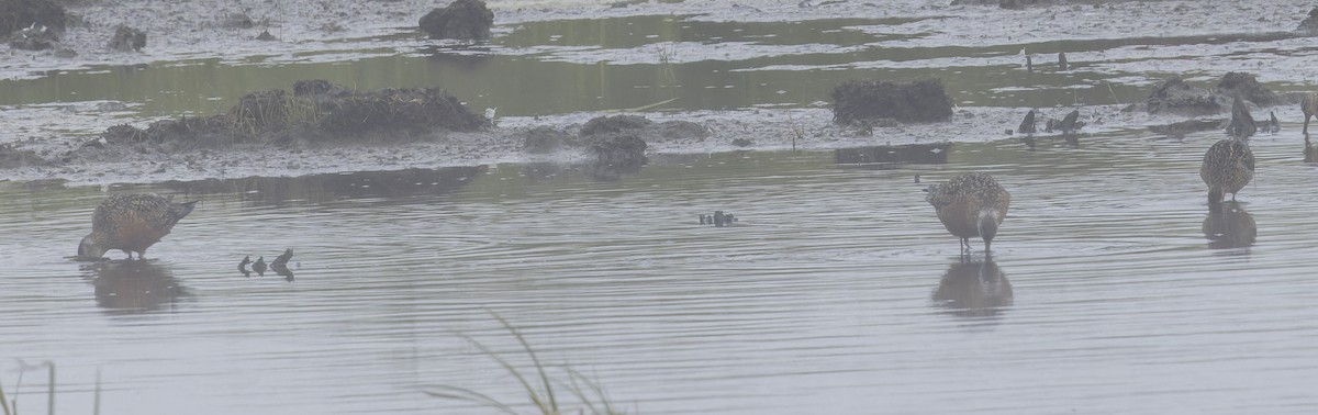 Hudsonian Godwit - ML620879956