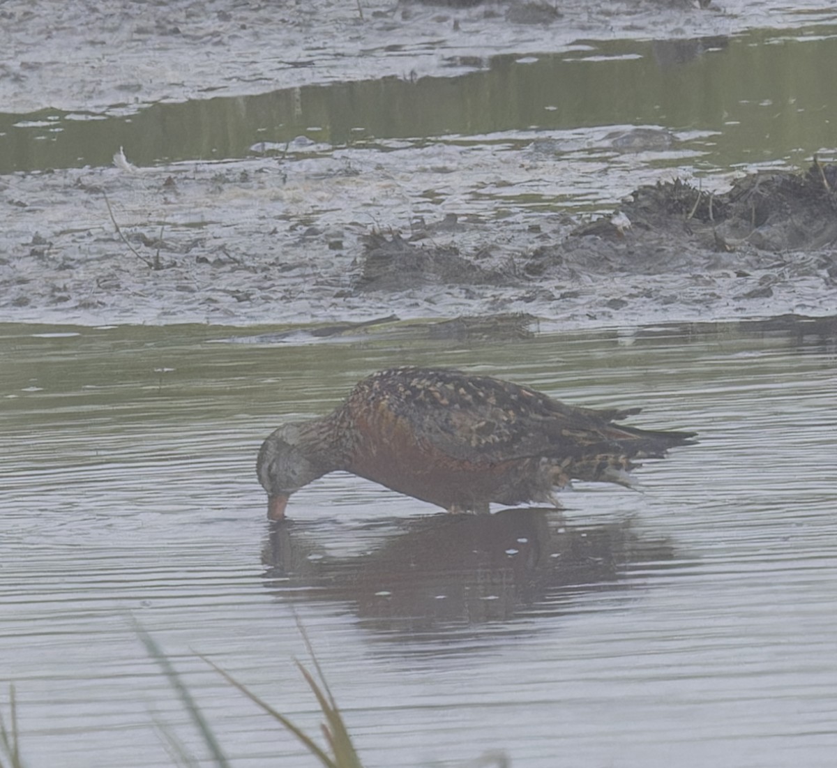 Hudsonian Godwit - ML620879957