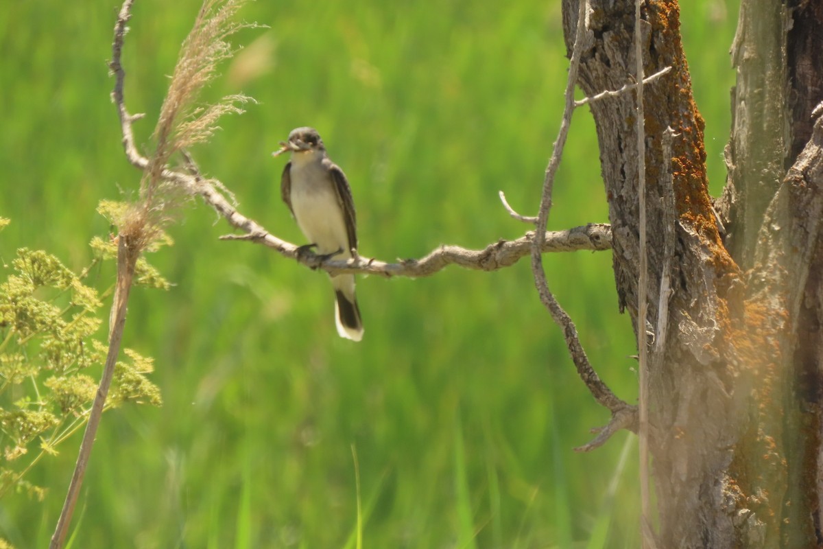 Eastern Kingbird - ML620879960