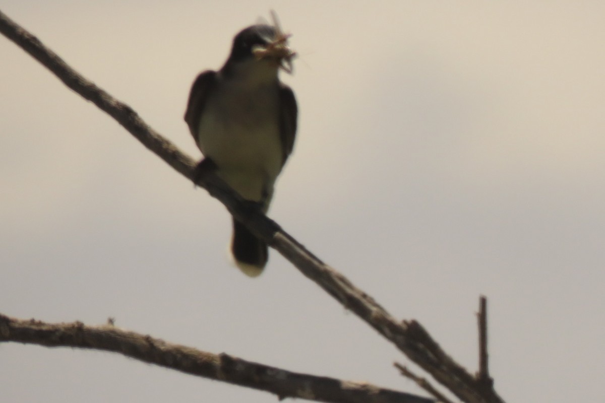 Eastern Kingbird - ML620879961